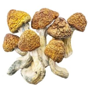 Champignons Magiques – Malabar